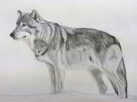 Pencil Sketch Of Wolf At Explore Collection Of