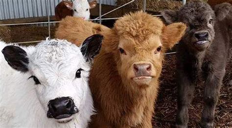 Suhls miniature cows may be the answer to all your biggest concerns. Yes, You Can Own A Fluffy Mini Cow. And They Make Great Pets!