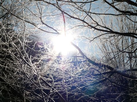 Free Images Tree Nature Branch Snow Cold Winter Sun Sunlight