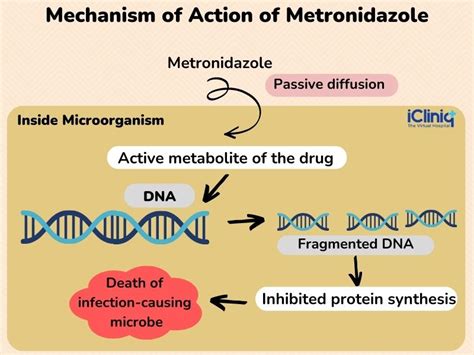 Metronidazole Mechanism Of Action
