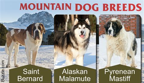 A List Of Mountain Dog Breeds With Amazing Information And