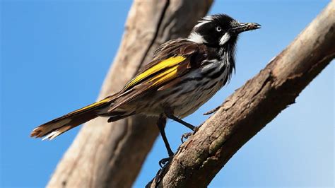 New Holland Honeyeaters Active And Noisy The Courier Ballarat Vic