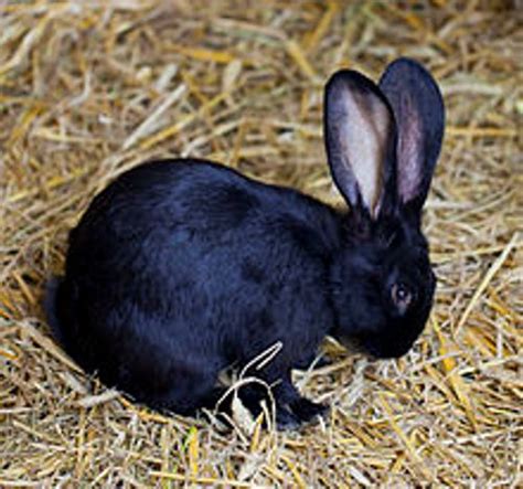 10 Fun Facts About Rabbits Facts Of World