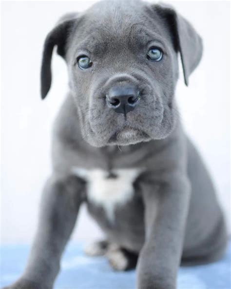 Can Cane Corsos Have Blue Eyes