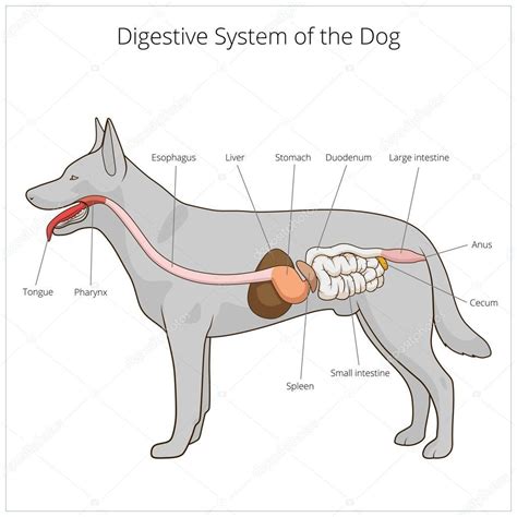 Or chewing, food is prepared in the mouth for transport through the upper digestive tract into the stomach and small intestine, where the. De darmflora van jouw hond is bepalend voor zijn gedrag