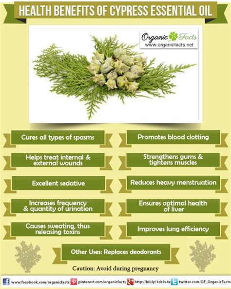 Cypress essential oil is extracted from twigs, stems and needles of the tree. 11 Incredible Benefits of Cypress Essential Oil | Cypress ...