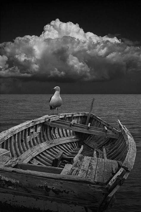 Gull On Shipwrecked Boat Photograph By Randall Nyhof Fine Art America