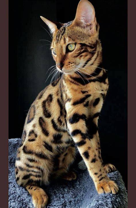 Beautiful Bengal Kitten Sometimes So Closely Bred The Leopard Cat