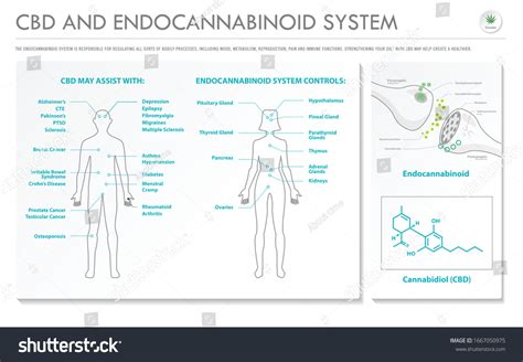 Cbd Endocannabinoid System Horizontal Business Infographic Stock Vector