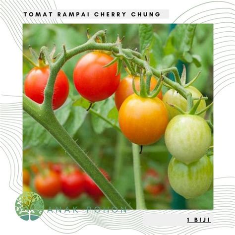 Jual Benih Bibit Biji Tomat Rampai Cherry Chung Merah Tomato Seeds
