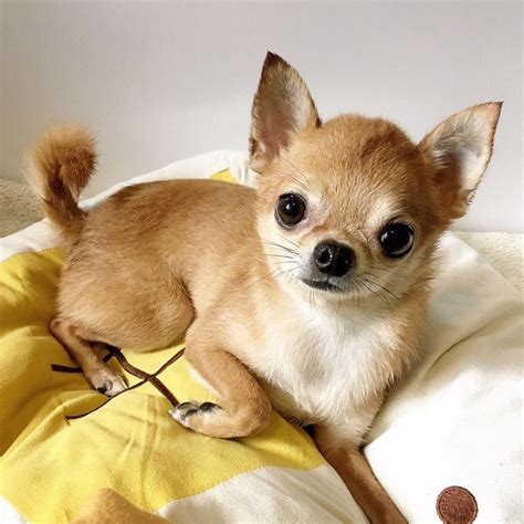 Pin On Cutest Chihuahuas