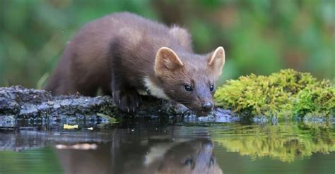 Pine Marten Vs Least Weasel Whats The Difference Wiki Point