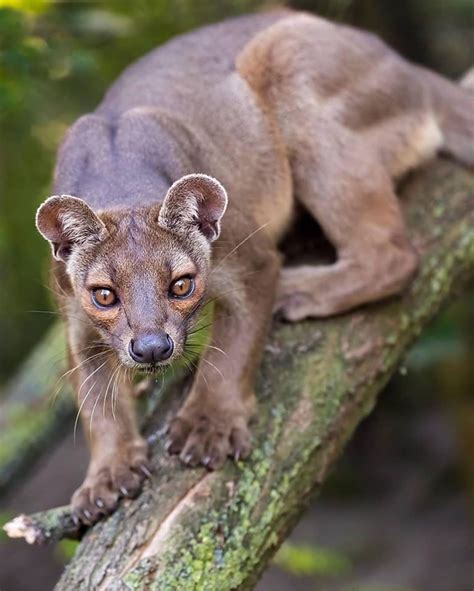 The Fossa Is A Cat Like Carnivorous Mammal Endemic To Madagascar It