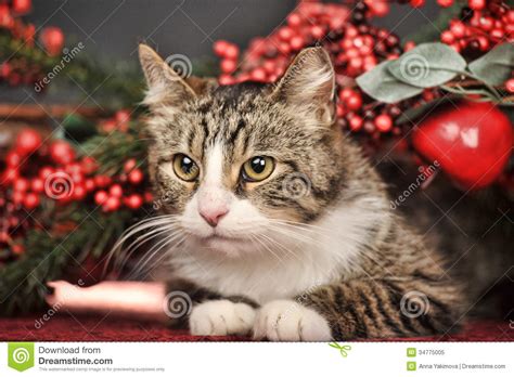 Tabby Christmas Cat Stock Image Image Of Holiday Domestic 34775005