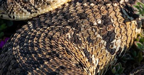 The Keeled Scales Of A Puff Adder Bitis Arietans Album On Imgur