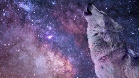 We present you our collection of desktop wallpaper theme: Wolf Howling wallpaper - backiee