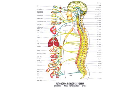 The peripheral nervous system includes 12 pairs of cranial nerves arising from the brain and 31 the organs receive both sympathetic and parasympathetic nerves. Nervous System Diagram | Coherence Chiropractic