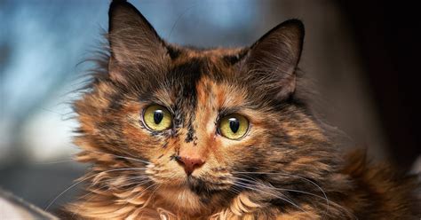 336 Sun Kissed Orange Cat Names For Your Furry Friend Animal Hype