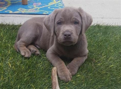 Our puppies are not only adorable, they are fully vaccinated, dewormed, and very healthy. View Ad: Labrador Retriever Puppy for Sale, Ohio, COLUMBUS