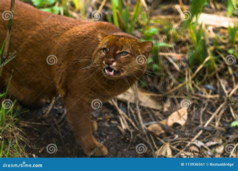 Yagouaroundi Del Puma Del Jaguarundi Immagine Stock Immagine Di