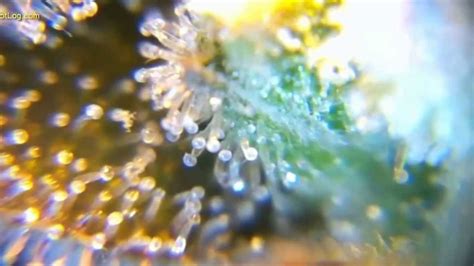 This video is meant for ages 21+.beginner budz does not condone any illegal activities. Marijuana Harvest and Curing - Milky Trichomes VS Amber ...
