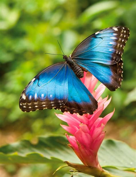 The Blue Emperor Butterfly Photo Tzooka Beautiful
