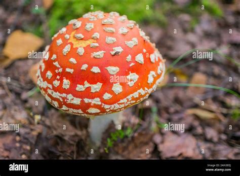 Fly Agaric Amanita Muscaria In The Autumn Forest Close Up Poisonous