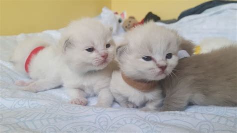 See more of munchkin malaysia on facebook. Fluffy Ragdoll x Persian Munchkin Kittens | Craigavon ...