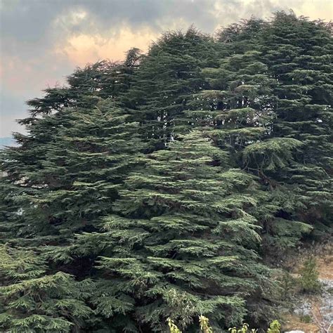 Climate Change Is Slowly Killing The Iconic Lebanese Cedar Tree