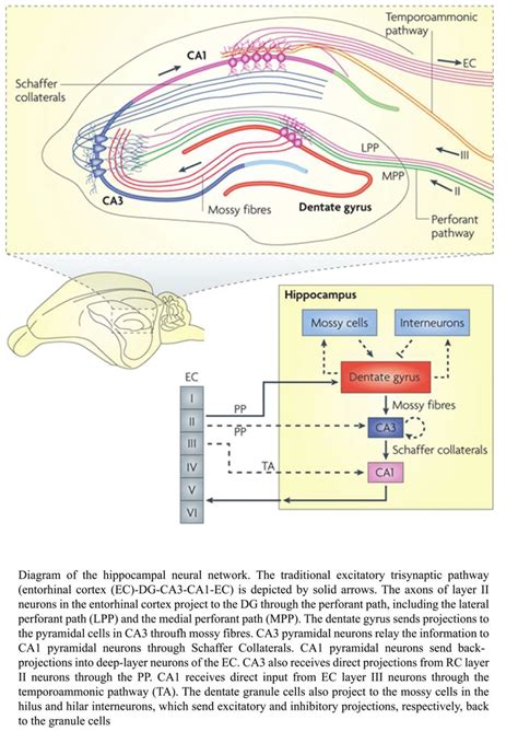 7 An Illustration Of The Hippocampal Circuitry From Deng Et Al