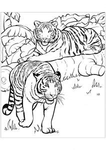 Dessin De Tigre Gratuit Imprimer Et Colorier Coloriages De Tigres