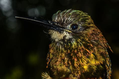 Birds Dazzling Iridescence Tied To Nanoscale Tweak Of Feather Structure