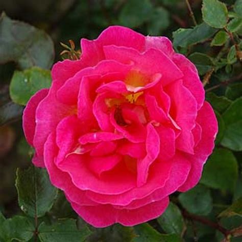 Caprice Rose Intensiv Rosa And Violett 075 M X 075 M Meilland