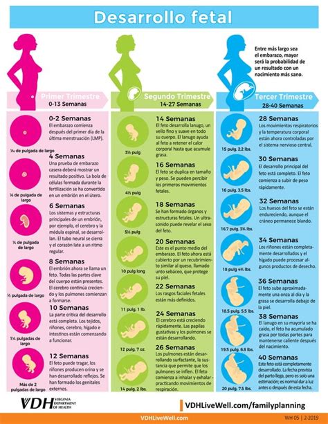 Desarrollo Fetal De La Semana 0 Hasta La 40 De Gestación