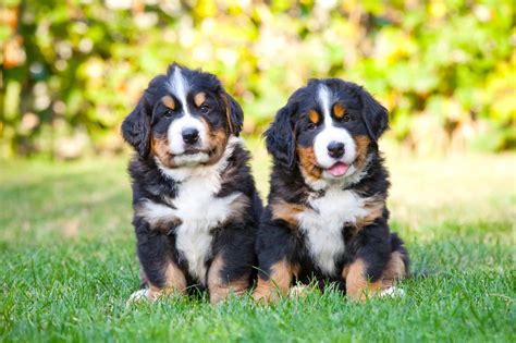 How Much Do Bernese Mountain Dogs Cost 2023 Price Guide