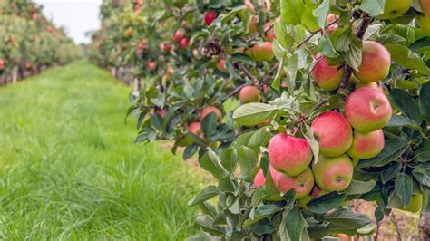 Apple Orchards Near Dc Maryland And Virginia