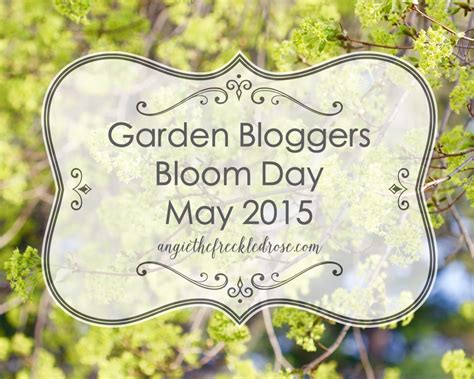 Garden Bloggers Bloom Day May Angie The Freckled Rose