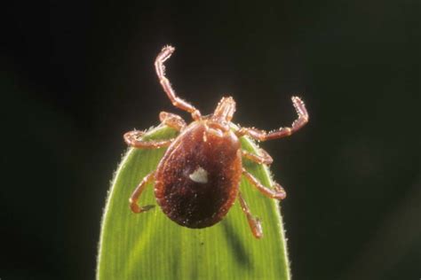 Lyme Disease Ticks Photo Gallery