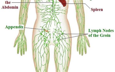 Junes 30 Day Challenge Rebounding Lymphatic System Blood And Bodies