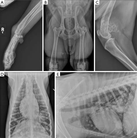 Canine Osteosarcoma Where Human And Canine Research Intersect Culp