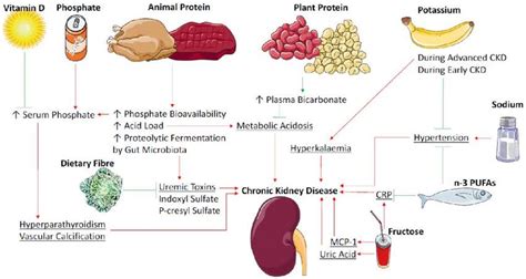 Mechanisms Of Dietary Factors Impact On Chronic Kidney Disease N 3