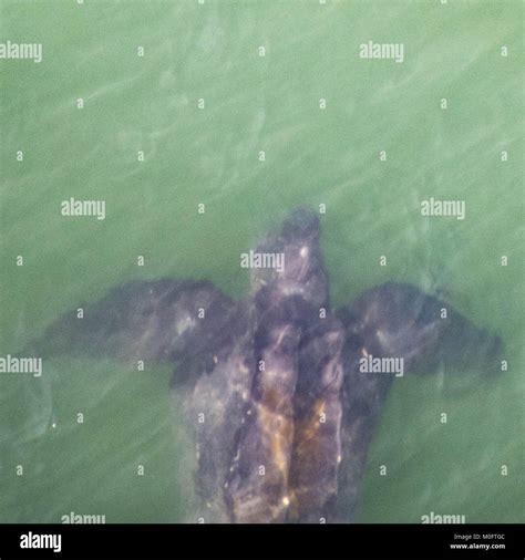 Leatherback Sea Turtle Worlds Largest Turtle Wades Through Atlantic