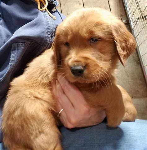 The red golden retriever, also known as the dark red golden retriever, is officially classified as mahogany. they have a playful appearance that definitely helps them stand out from a crowd. Golden Retriever Puppies For Sale | Waynesfield, OH #270542