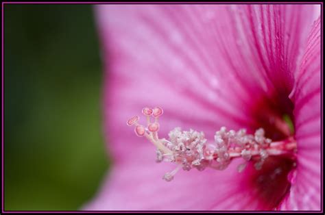 Maybe you would like to learn more about one of these? Pistil photo et image | macro nature, macro fleurs, fleurs ...