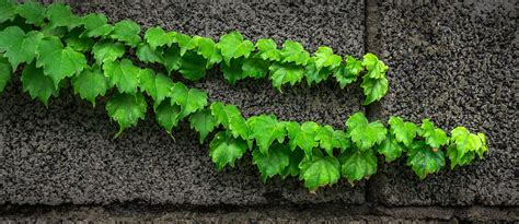 Cement Climbing Plant Green Growth Ivy Outdoors Pattern Stone