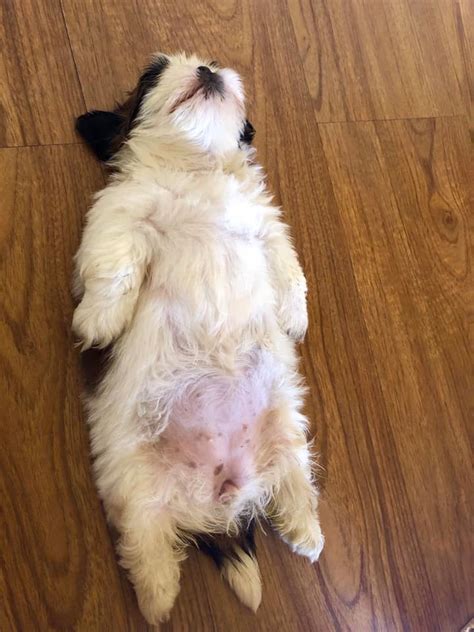This Puppy Became A Viral Sensation For Its Adorable Sleeping Position