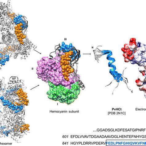 Pdf Immunological Properties Of Oxygen Transport Proteins Hemoglobin