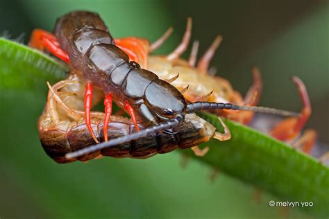 Centipede Eating Centipede By Melvynyeo On Deviantart