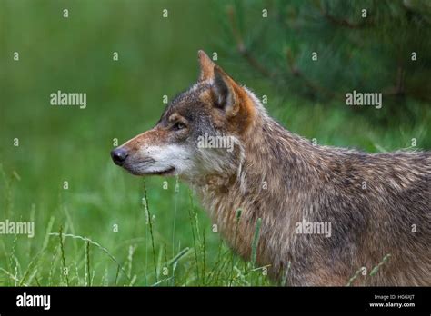 Close Up Portrait Of Solitary Gray Wolf Grey Wolf Canis Lupus In