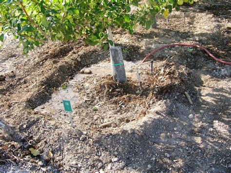 University of new hampshire cooperative extension taylor hall, 59 college road, durham, nh directions. Xtremehorticulture of the Desert: This Question on Drip ...